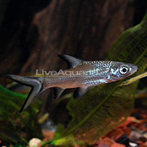 Freshwater Sharks - Bala Shark / Tricolor Shark (Balantiocheilos melanopterus)