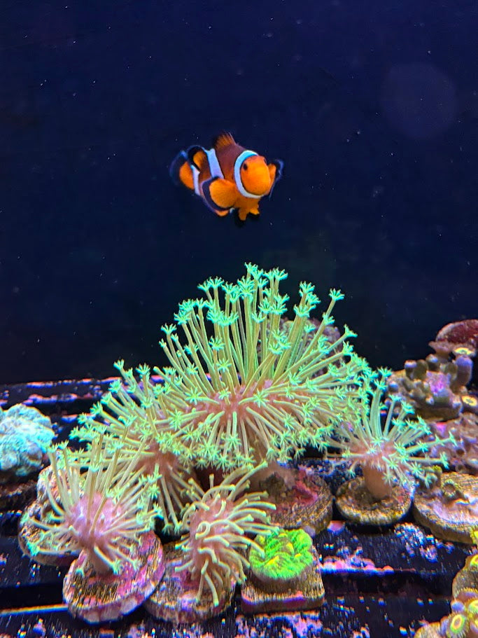 An ocellaris clownfish above green star polyps and corals in a mixed reef aquarium