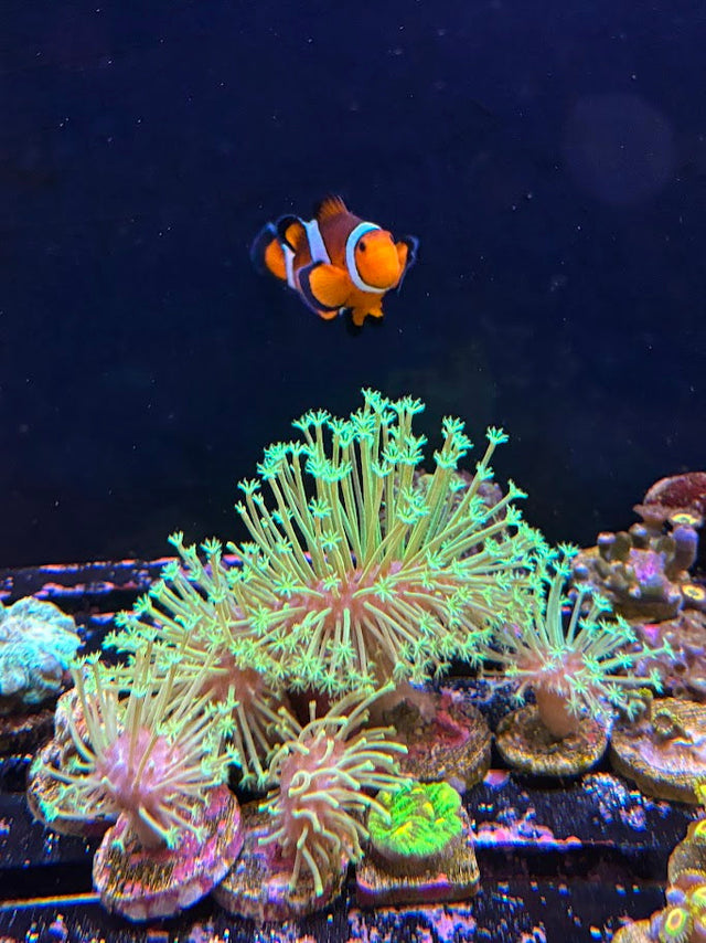 An ocellaris clownfish above green star polyps and corals in a mixed reef aquarium