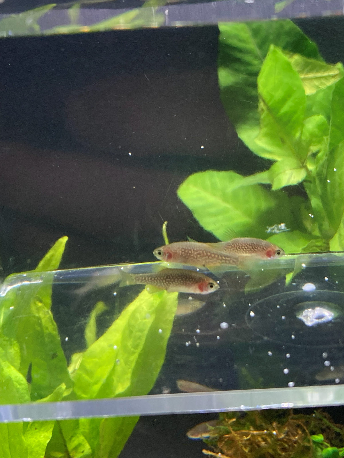 Two freshwater fish swimming among live aquarium plants