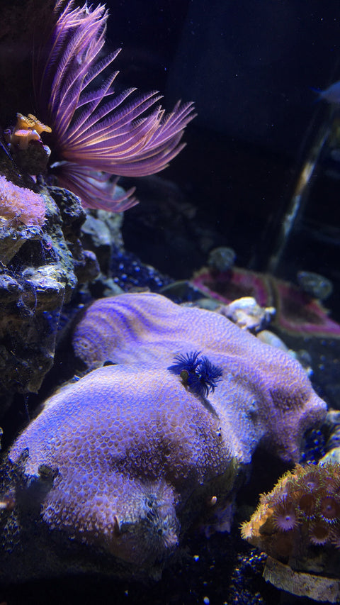 Marine Invertebrates