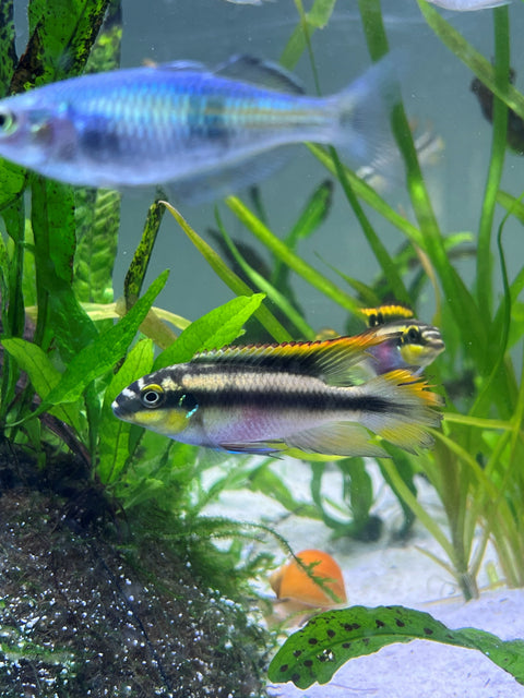 Freshwater Fish