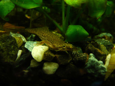 African Dwarf Frog (Hymenochirus boettgeri) swimming in a planted aquarium