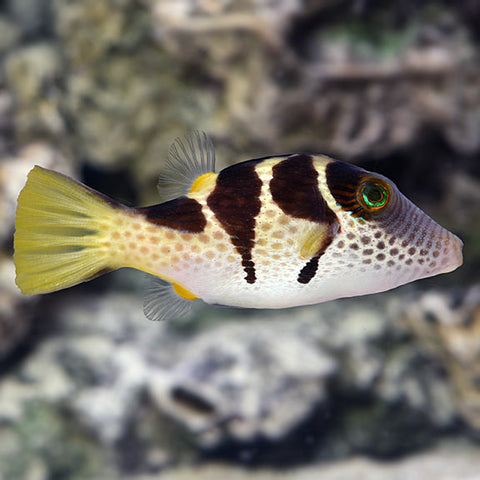 Marine Puffers - Valentine Puffer (Canthigaster valentini)