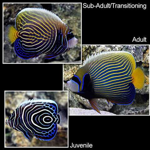 Marine Angelfish - Emperor Angelfish (Pomacanthus imperator)