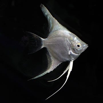 Freshwater Angelfish - Platinum Angelfish (Pterophyllum scalare)