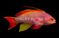 Blue Eye Lyretail Anthias (Pseudanthias squamipinnis) - Male
