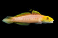 Bella Rose Sleeper Goby