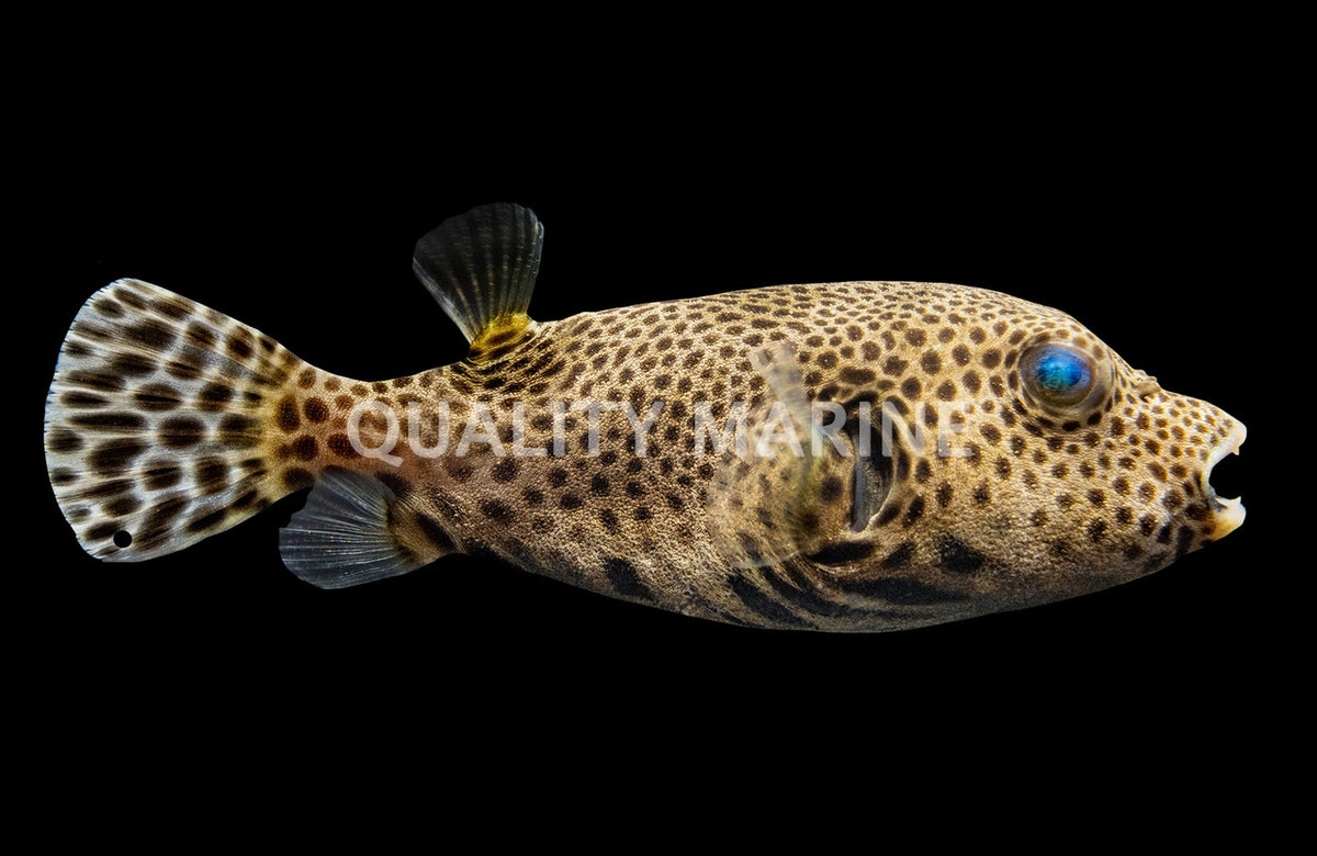 Starry Eye Leopard Puffer