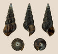 White Giant Tower Cap Snail (Brotia herculea) - Photo: H. Zell, CC BY-SA 3.0, via Wikimedia Commons