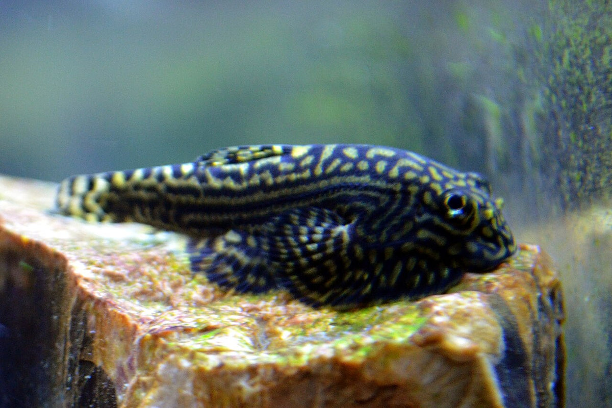 Vietnamese Gold Ring Pleco