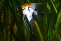 Tricolor Angelfish (Pterophyllum scalare) — photo: TrapperFrank, CC BY 2.5, via Wikimedia Commons