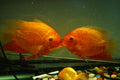 Red Severum (Heros sp.)