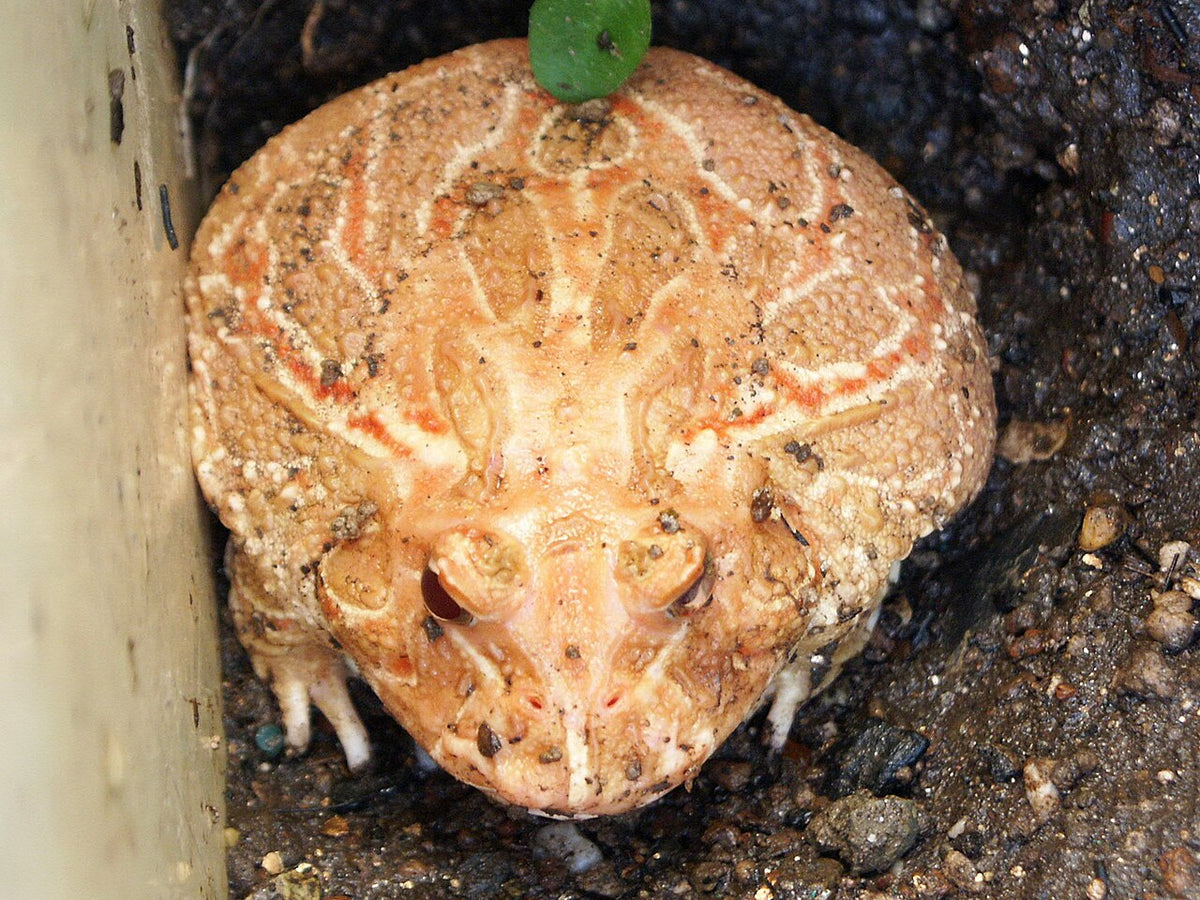 Albino Pacman Frog (Ceratophrys cranwelli) — quarantined to order