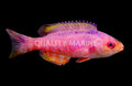 Creole Wrasse (Clepticus parrae)