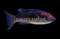 Brunneus Fairy Wrasse (Cirrhilabrus brunneus) - Super Male