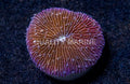 Purple Plate Fungia Coral