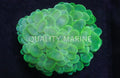 Green Bubble Coral (Plerogyra sinuosa) — photo: Quality Marine, used with permission