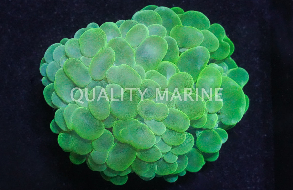 Green Bubble Coral (Plerogyra sinuosa) — photo: Quality Marine, used with permission