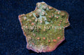 Green Chalice Coral (Echinophyllia sp.) — photo: Quality Marine, used with permission
