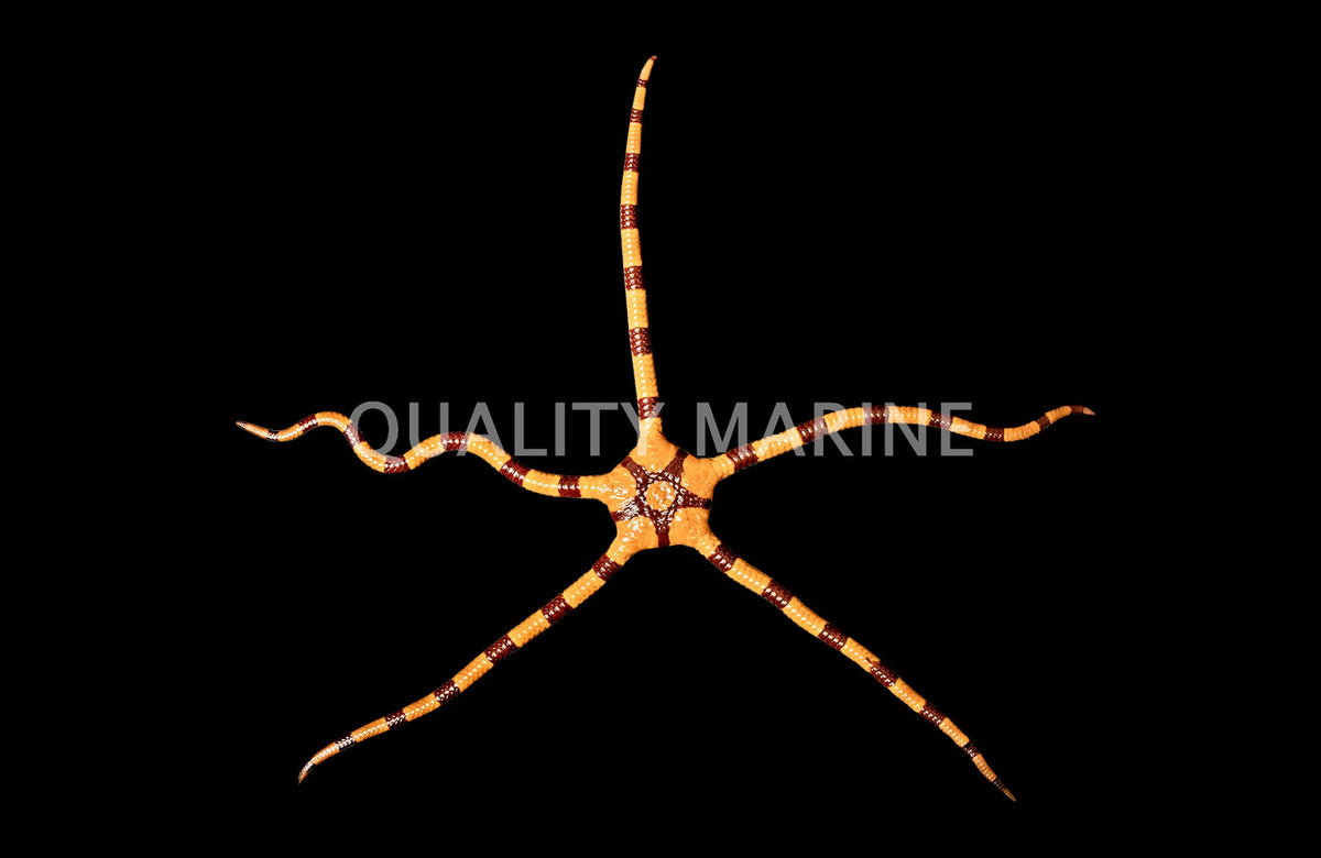 Banded Serpent Star