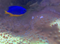 Azure Damsel (Chrysiptera hemicyanea)