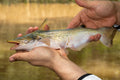 Shoe Head Catfish