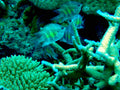 Staghorn Damsel (Amblyglyphidodon curacao)