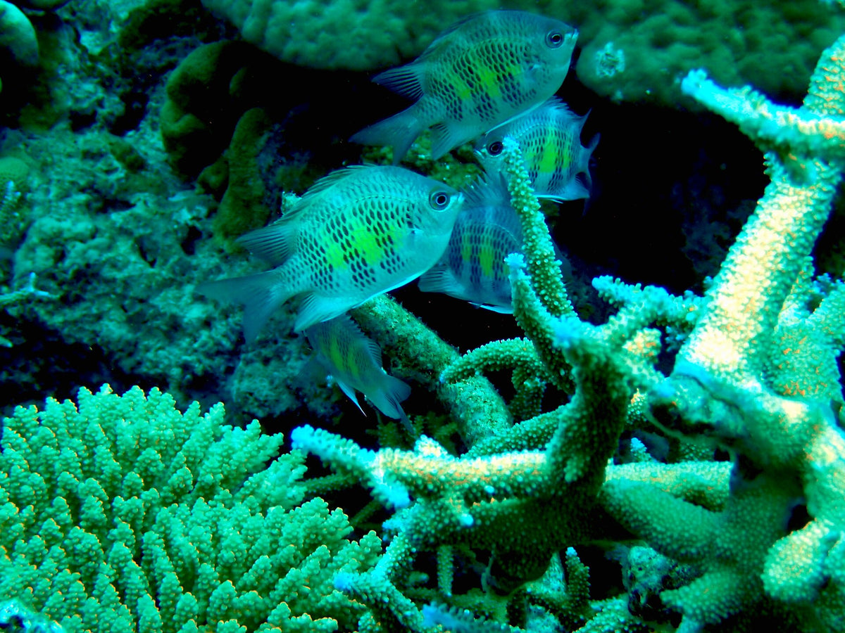 Staghorn Damsel (Amblyglyphidodon curacao)