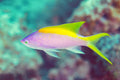 Tricolor Anthias