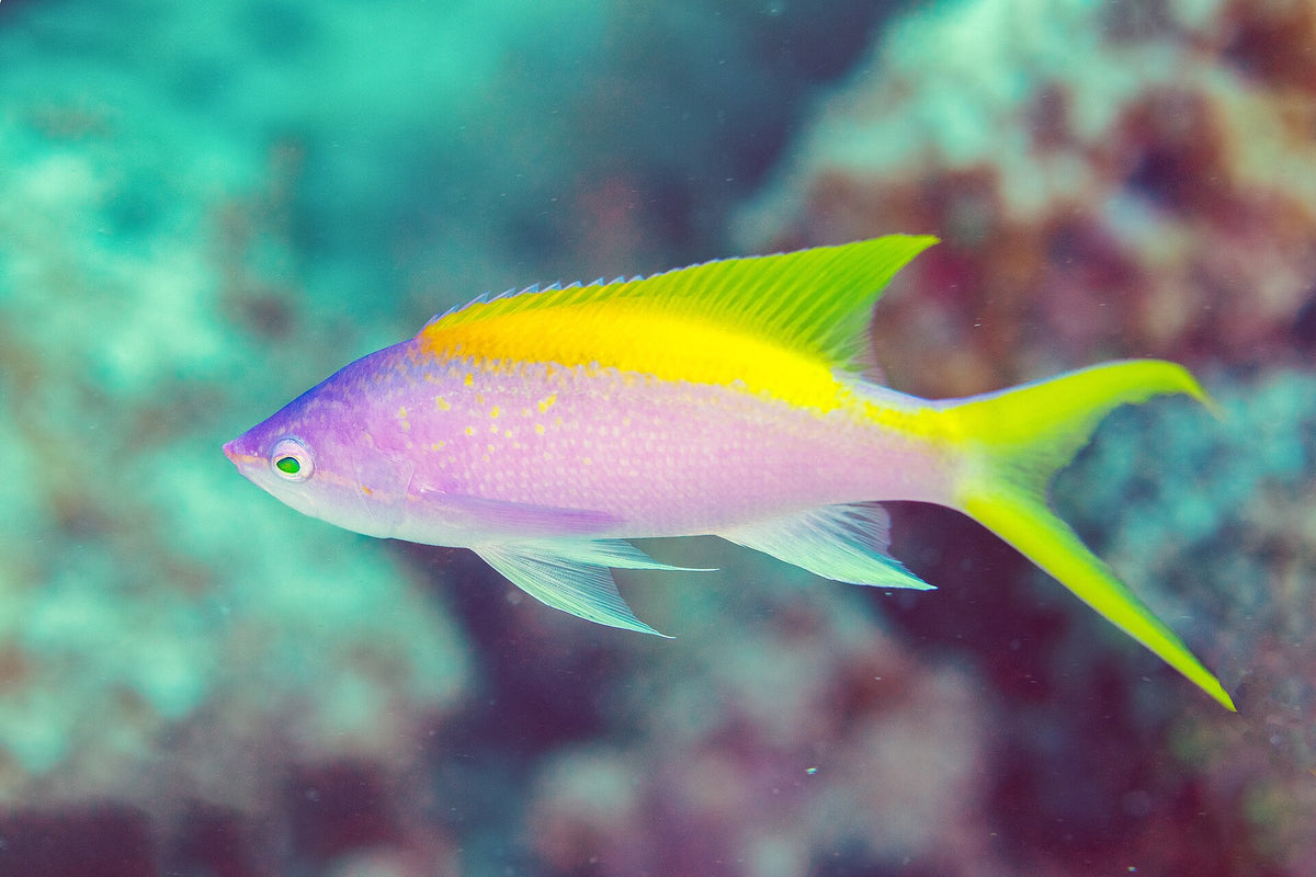 Tricolor Anthias