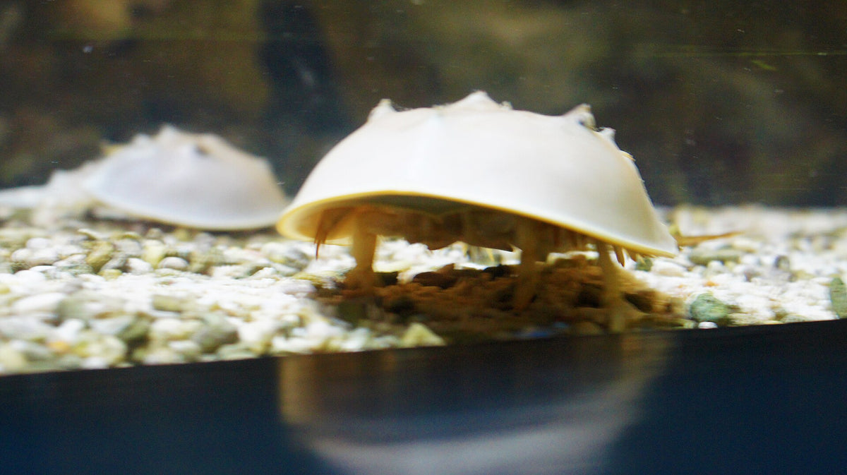 Horseshoe Crab (Limulus polyphemus)