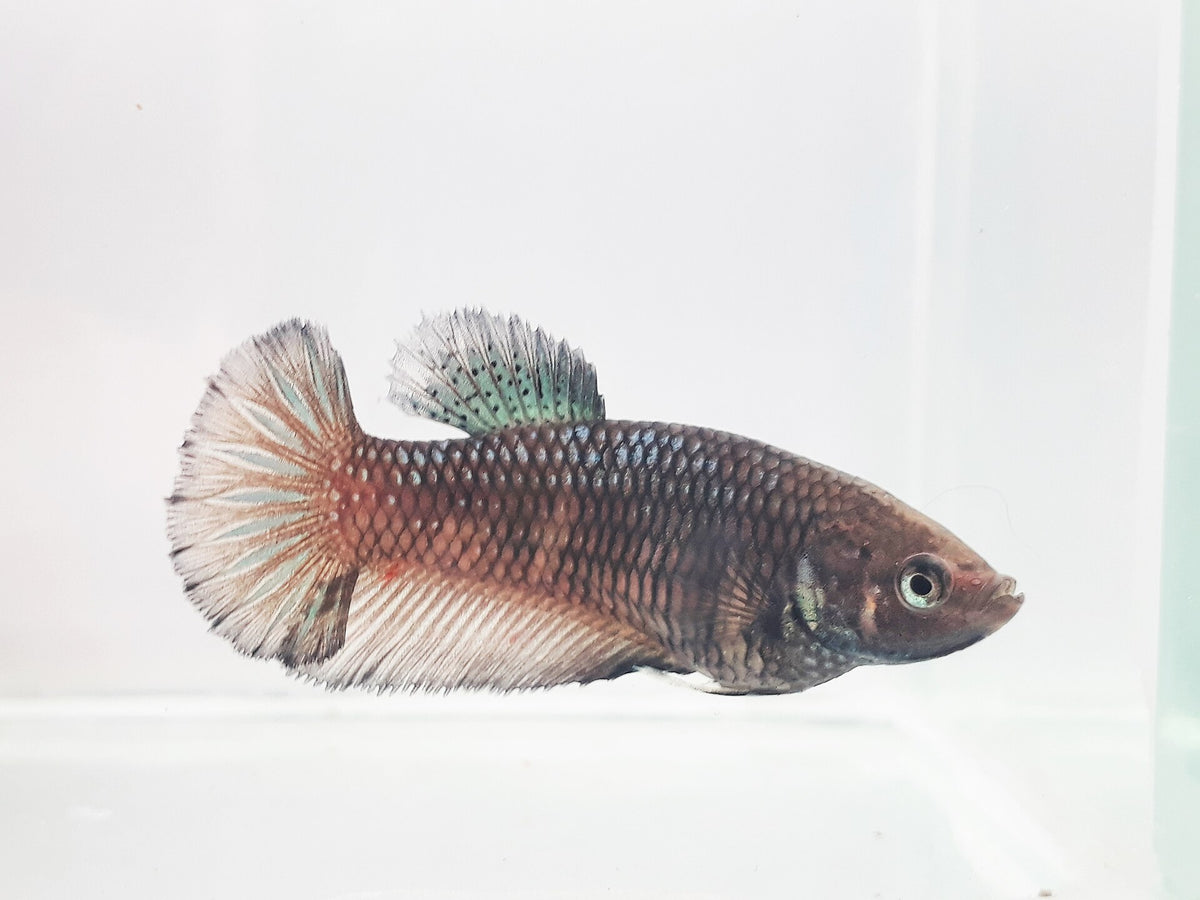 Female Betta (Betta splendens) — photo: BETTAS ZERO, CC BY-SA 4.0, via Wikimedia Commons