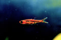 Chili Rasbora (Boraras brigittae) — photo: Atulbhats, CC BY-SA 4.0, via Wikimedia Commons