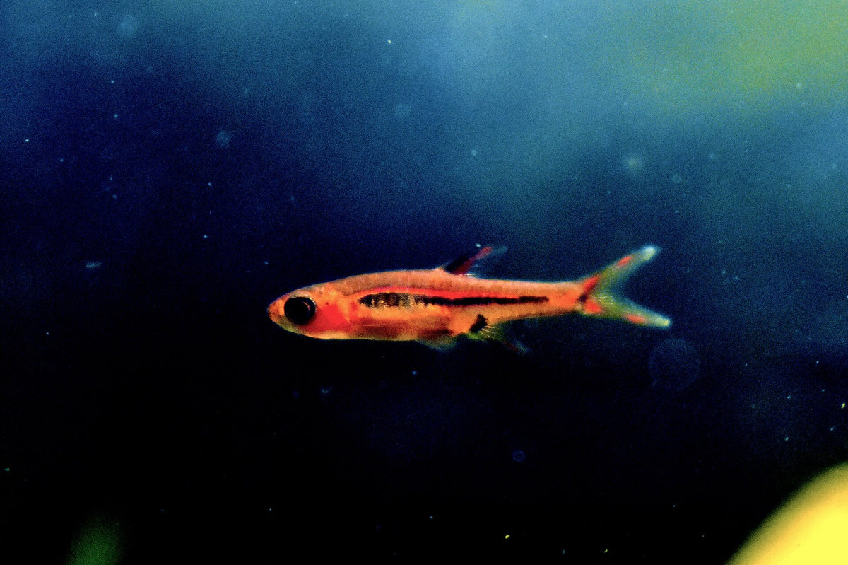 Chili Rasbora (Boraras brigittae) — photo: Atulbhats, CC BY-SA 4.0, via Wikimedia Commons