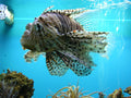 Black Volitan Lionfish (Pterois volitans)