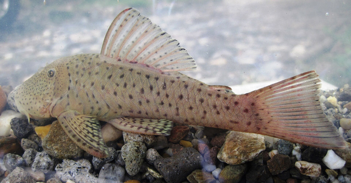 Rubber Lip Pleco (Chaetostoma milesi) — photo: Ictiologia Universidad Católica de Oriente, CC BY 2.0, via Wikimedia Commons