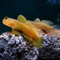 Yellow Watchman Goby (Cryptocentrus cinctus) — photo: OpenCage, CC BY-SA 2.5, via Wikimedia Commons