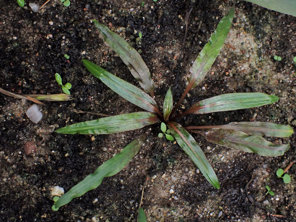 Cryptocoryne Albida — photo: Krzysztof Ziarnek, Kenraiz, CC BY-SA 4.0, via Wikimedia Commons