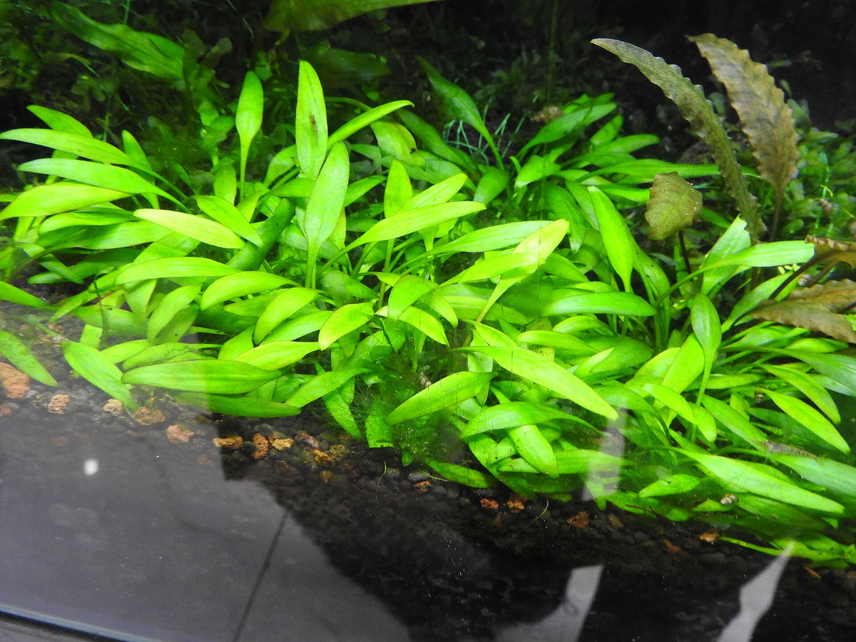 Cryptocoryne Lucens (Cryptocoryne × willisii 'Lucens') — photo: Yercaud-elango, CC BY 4.0, via Wikimedia Commons