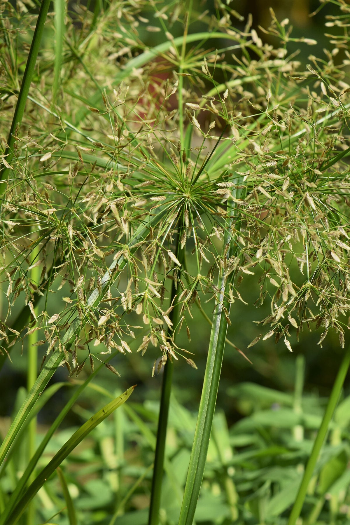 Cyperus Helferi — photo: Krzysztof Ziarnek, Kenraiz, CC BY-SA 4.0, via Wikimedia Commons