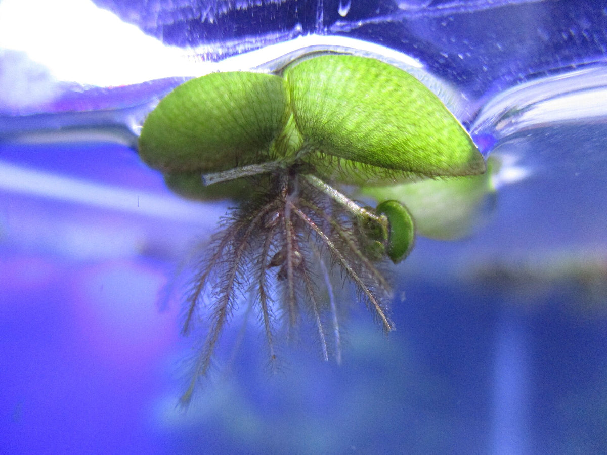 Salvinia Minima — photo: Dat doris, CC BY-SA 4.0, via Wikimedia Commons