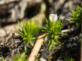Mayaca Fluviatilis — photo: Alex Abair, CC BY 4.0, via Wikimedia Commons