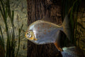 Red Hook Silver Dollar (Myloplus rubripinnis)