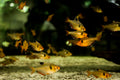 Serpae Tetra (Hyphessobrycon eques) — photo: Aline Zaninella de Oliveira Cardoso, CC BY-SA 4.0, via Wikimedia Commons