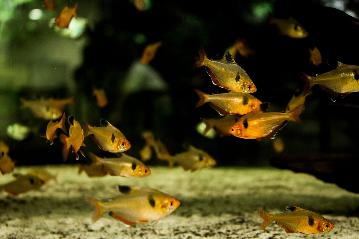 Serpae Tetra (Hyphessobrycon eques)