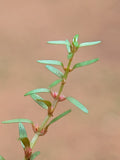 Rotala Mexicana — photo: Nativeplants garden, CC BY-SA 4.0, via Wikimedia Commons