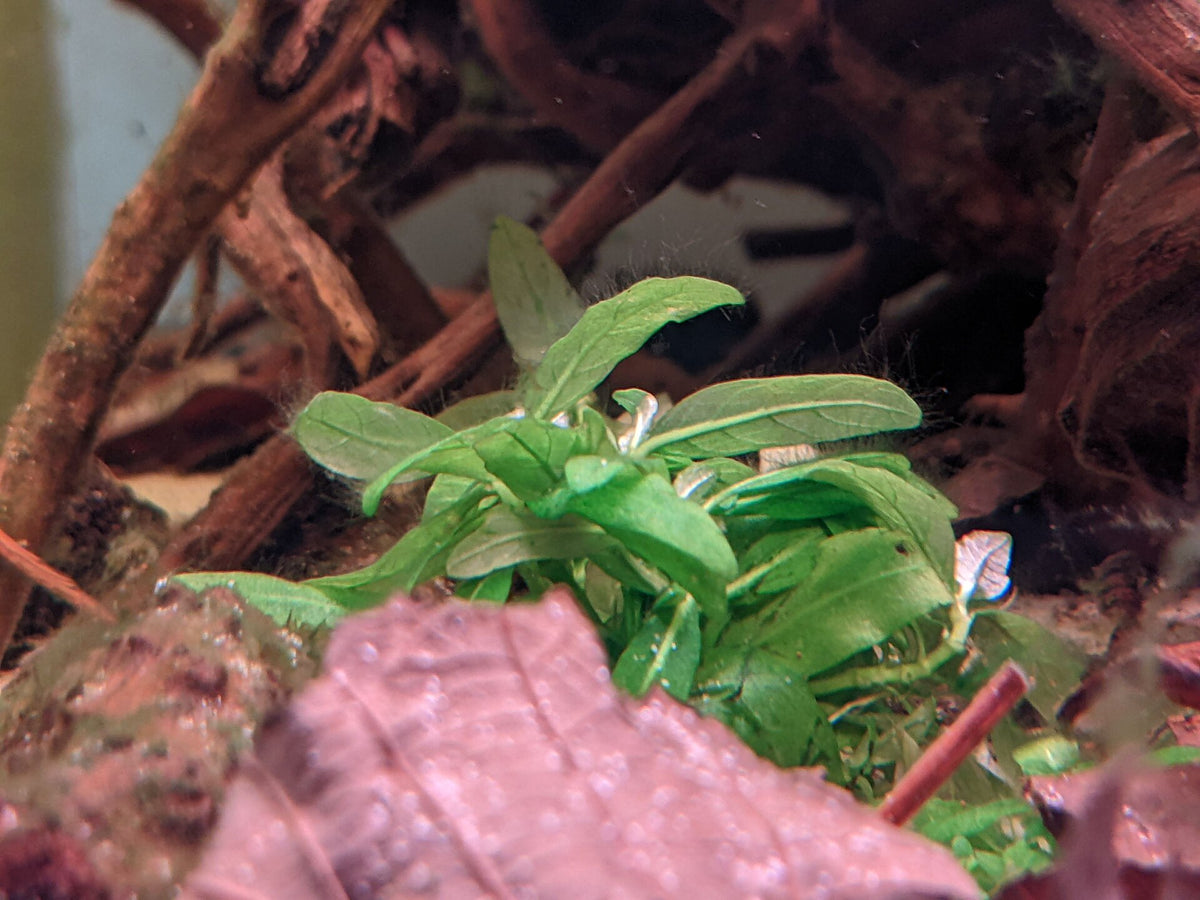 Staurogyne Repens — photo: 호로조, CC BY-SA 3.0, via Wikimedia Commons