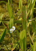 Tall Sagittaria (Sagittaria platyphylla) — photo: Krzysztof Ziarnek, Kenraiz, CC BY-SA 4.0, via Wikimedia Commons