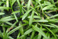 Dwarf Sagittaria (Sagittaria subulata) — photo: Krzysztof Ziarnek, Kenraiz, CC BY-SA 4.0, via Wikimedia Commons